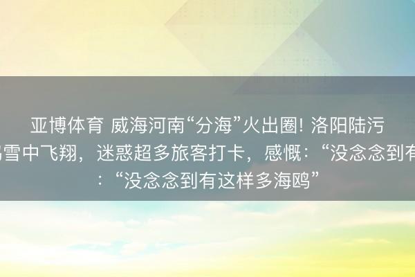 亚博体育 威海河南“分海”火出圈! 洛阳陆污水库成群海鸥雪中飞翔，迷惑超多旅客打卡，感慨：“没念念到有这样多海鸥”