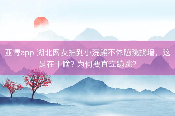 亚博app 湖北网友拍到小浣熊不休蹦跳挠墙，这是在干啥? 为何要直立蹦跳?